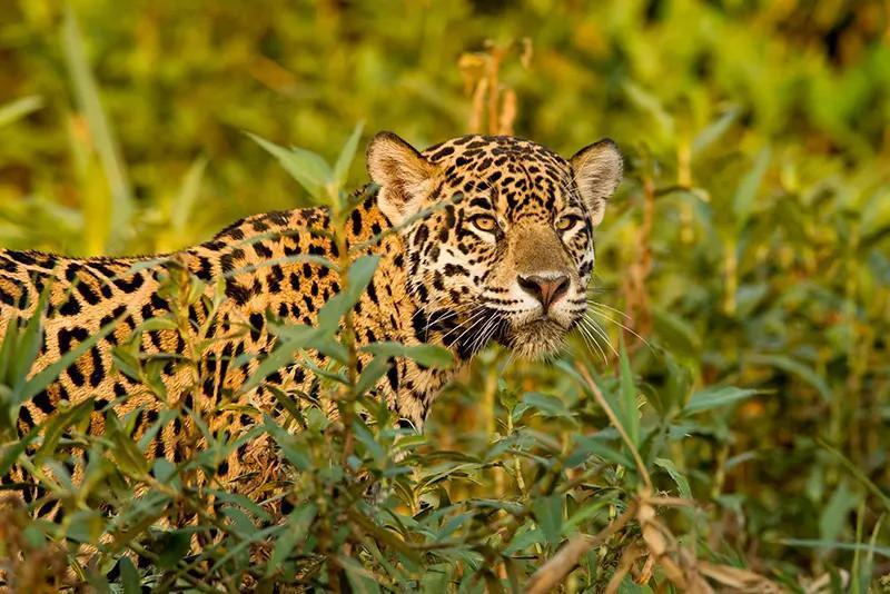 Experiencia Impenetrable